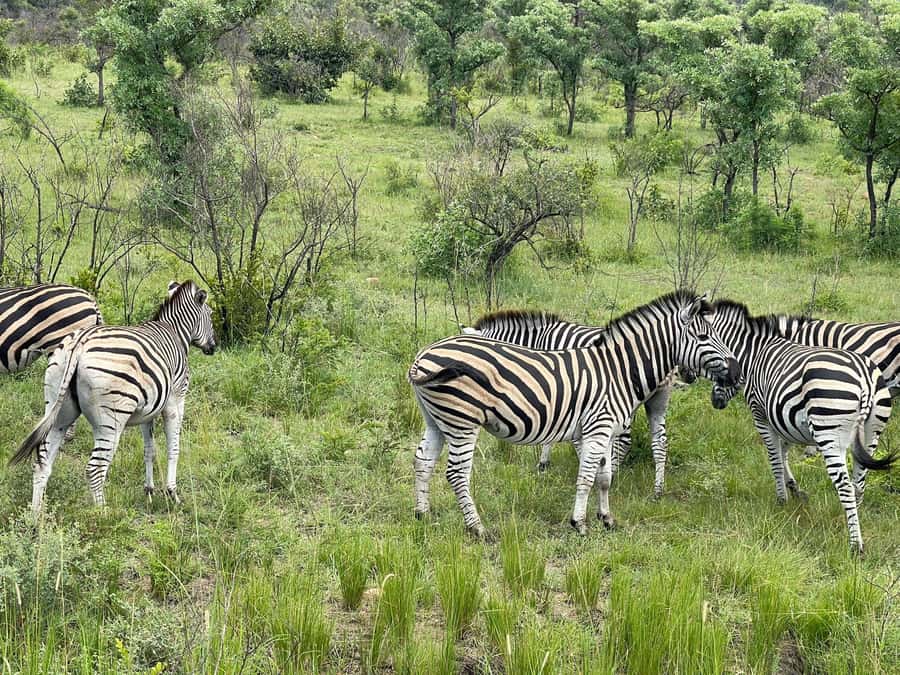 From Johannesburg: Kruger National Park 3-Day Safari - The final morning and the road home