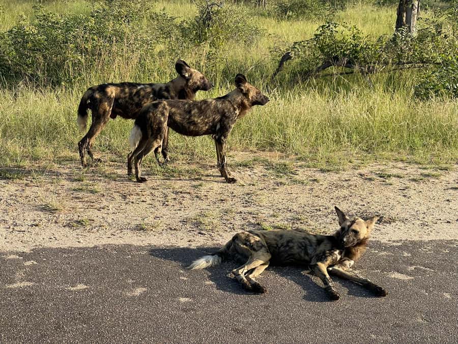 From Johannesburg: Kruger National Park 3-Day Safari - Accommodation, meals, and the real cost