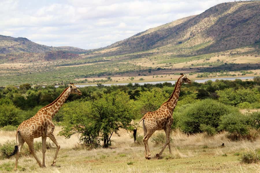 From Johannesburg: Pilanesberg Nature Reserve Game Safari - Practical packing advice
