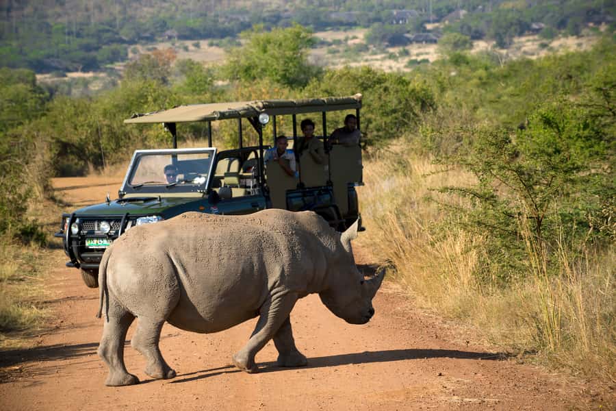 From Johannesburg: Pilanesberg Nature Reserve Game Safari - Why Pilanesberg works for a Johannesburg safari