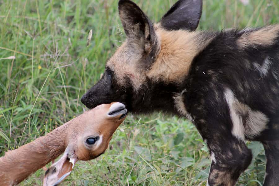 From Johannesburg: Pilanesberg Nature Reserve Game Safari - Lunch beside the reserve’s water holes