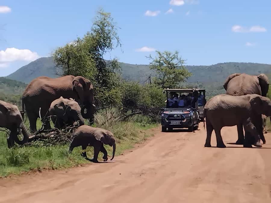 From Johannesburg: Pilanesberg Nature Reserve Game Safari - Who will enjoy this day trip most?