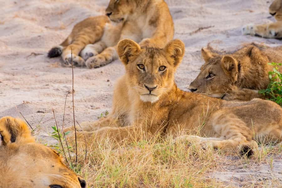 From Kasane: Chobe National Park Full Day Wildlife Safari - Why the river and road pairing works so well