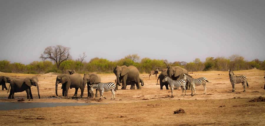 From Kasane: Chobe National Park Full Day Wildlife Safari - The 3.5-hour Chobe River wildlife cruise