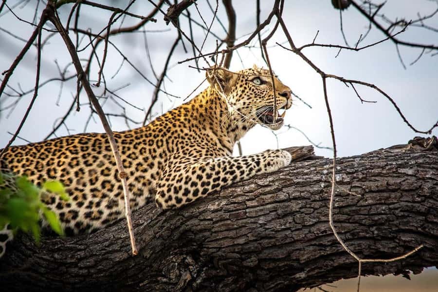 From Kasane: Chobe National Park Full Day Wildlife Safari - Should you book the Chobe safari from Kasane?