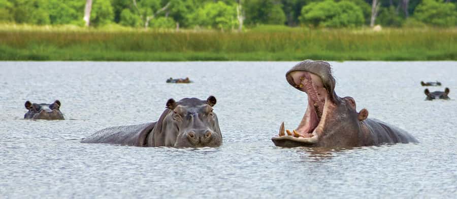 From Kasane: Chobe National Park Full Day Wildlife Safari - Starting in Kasane and crossing the four-country region