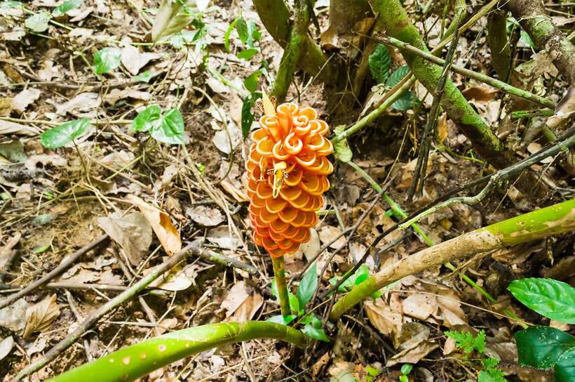 From Kuala Lumpur: Full-Day Taman Negara National Park - Key points to know before you book
