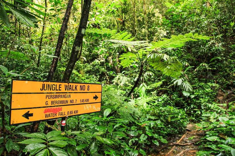 From Kuala Lumpur: Full-Day Taman Negara National Park - What $173 includes, and what it does not