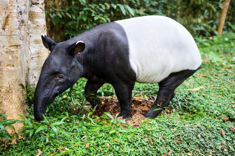 From Kuala Lumpur: Full-Day Taman Negara National Park - Comfort, fitness, and what to pack