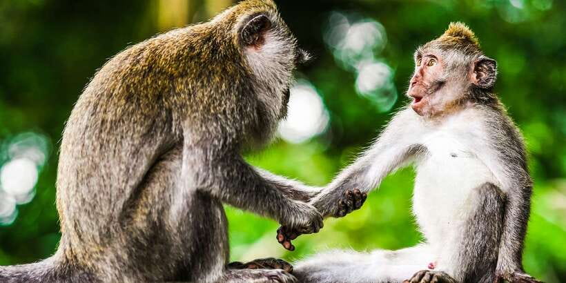From Kuala Lumpur: Full-Day Taman Negara National Park - Is this Taman Negara day trip right for you?
