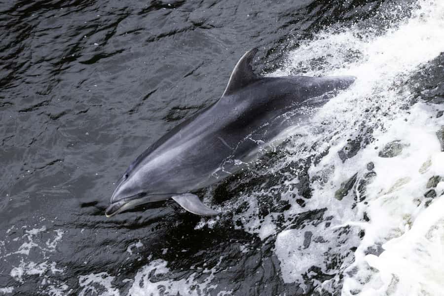 From Manapouri: Doubtful Sound Wilderness Day Trip - Key points before you book