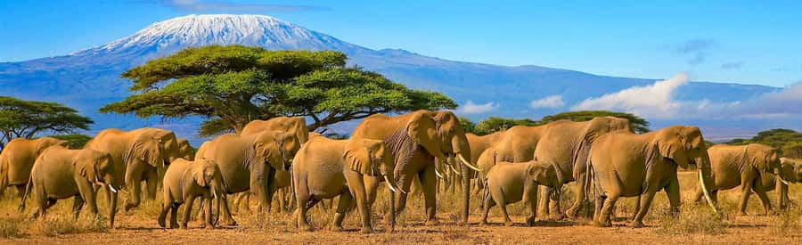 From Nairobi: 2-Day Amboseli National Park Safari - The first Amboseli game drive