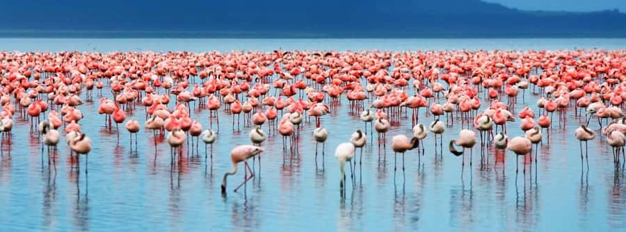 From Nairobi: Lakes Nakuru & Naivasha National Park Day Tour - A 6:00 AM start from Nairobi