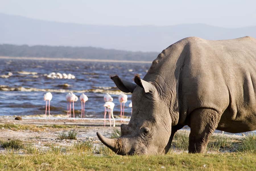 From Nairobi: Lakes Nakuru & Naivasha National Park Day Tour - The guides can shape the whole day
