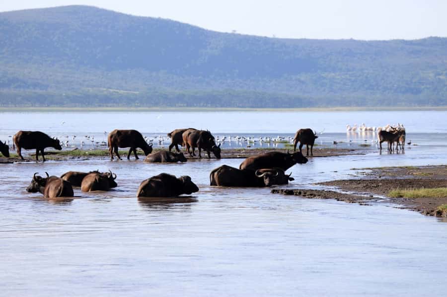 From Nairobi: Lakes Nakuru & Naivasha National Park Day Tour - What $195 really buys you