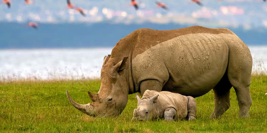 From Nairobi: Lakes Nakuru & Naivasha National Park Day Tour - Timing, comfort, and the return to Nairobi