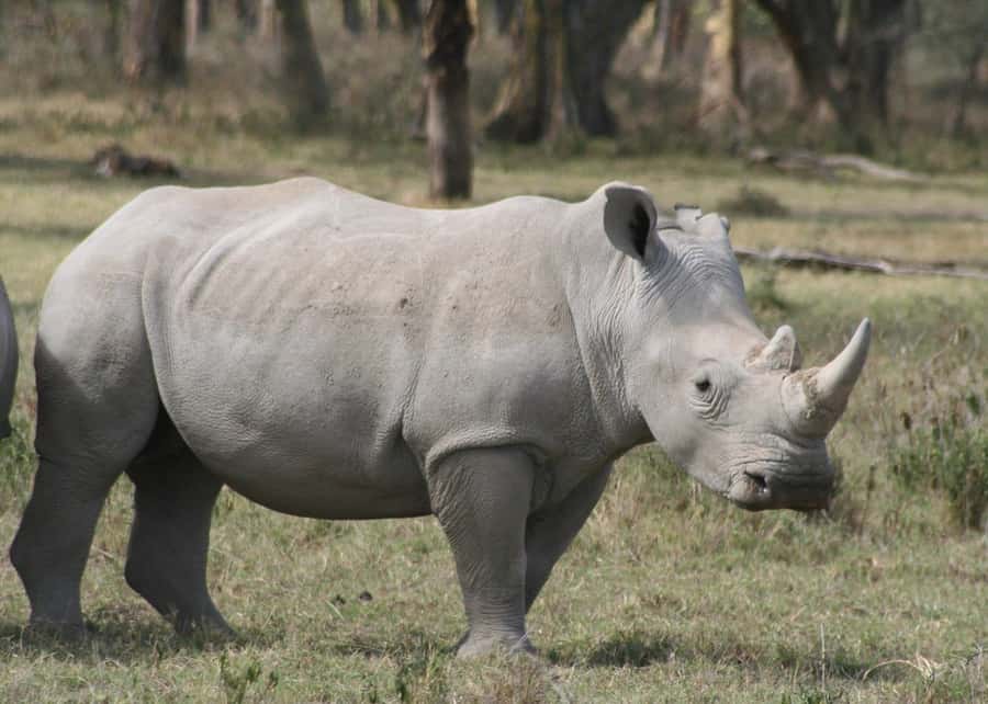 From Nairobi: Lakes Nakuru & Naivasha National Park Day Tour - Lake Nakuru: rhinos, birds, and changing flamingo numbers
