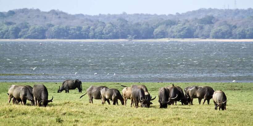 From Negombo: Wilpattu National Park Safari Guided Day Tour - Should you book the Wilpattu safari from Negombo?