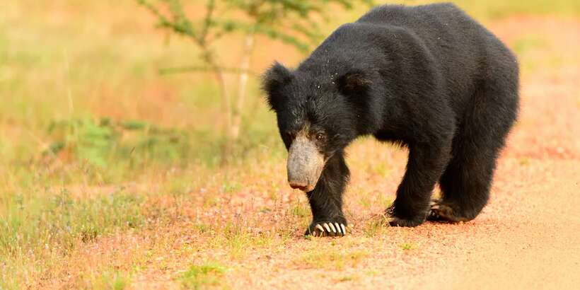 From Negombo: Wilpattu National Park Safari Guided Day Tour - Three hours among Wilpattu’s villus