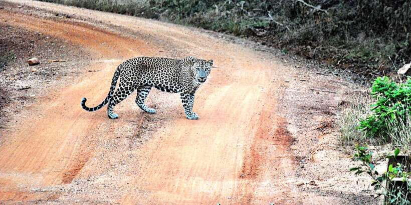 From Negombo: Wilpattu National Park Safari Guided Day Tour - What the guide and driver add