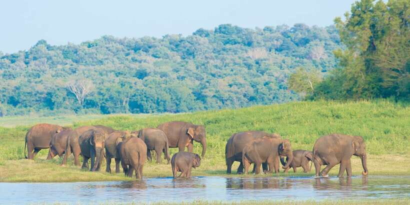 From Negombo: Wilpattu National Park Safari Guided Day Tour - Is $105 a fair price?