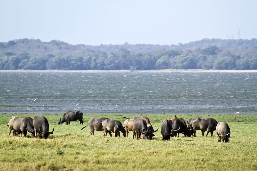 From Negombo: Wilpattu National Park Safari Guided Day Tour - Who will enjoy this day most?