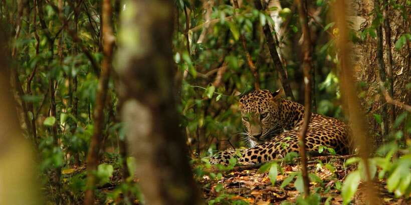 From Negombo: Wilpattu National Park Safari Guided Day Tour - Practical ways to improve your day