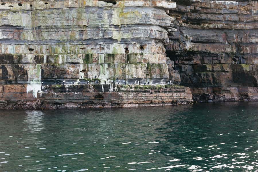 From Port Arthur: Tasman Island Wilderness Cruise - Seals, dolphins, albatross, and whales