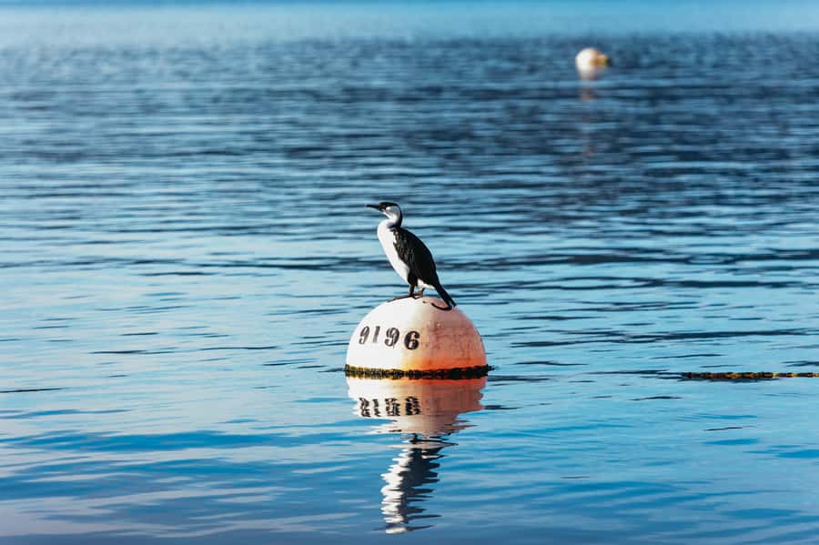 From Port Arthur: Tasman Island Wilderness Cruise - Why weather matters so much