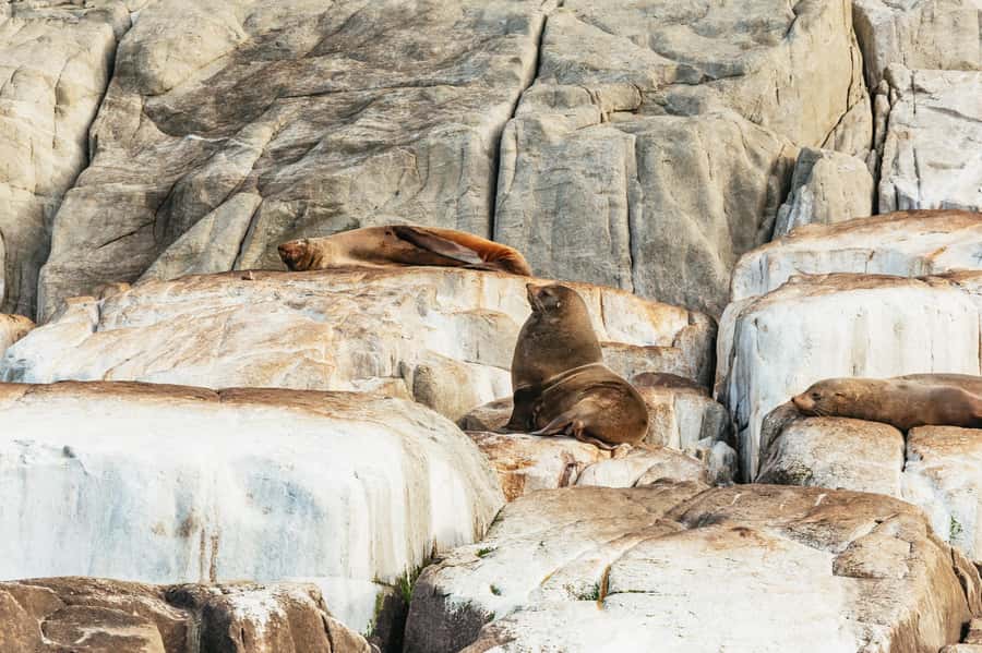 From Port Arthur: Tasman Island Wilderness Cruise - The boat ride is part of the attraction