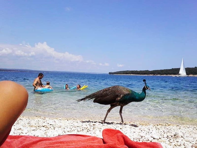 From Pula: Island Stop and National Park Day Cruise - Key points at a glance