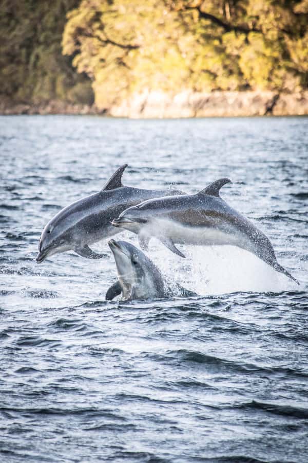 From Queenstown: Doubtful Sound Wilderness Day Trip - Why Doubtful Sound is worth the long route