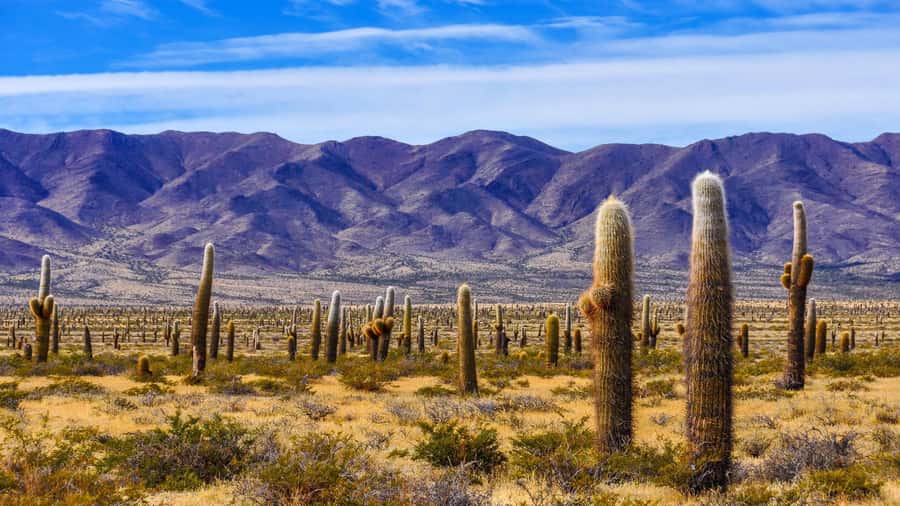 From Salta: Cachi and Los Cardones National Park Tour - The five details that shape the day