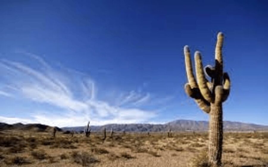 From Salta: Cachi and Los Cardones National Park Tour - Two hours in colonial Cachi
