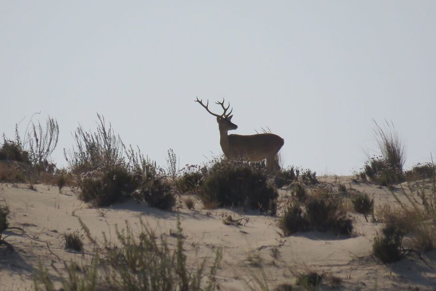 From Seville: Doñana National Park Day Trip - Key points to know before booking