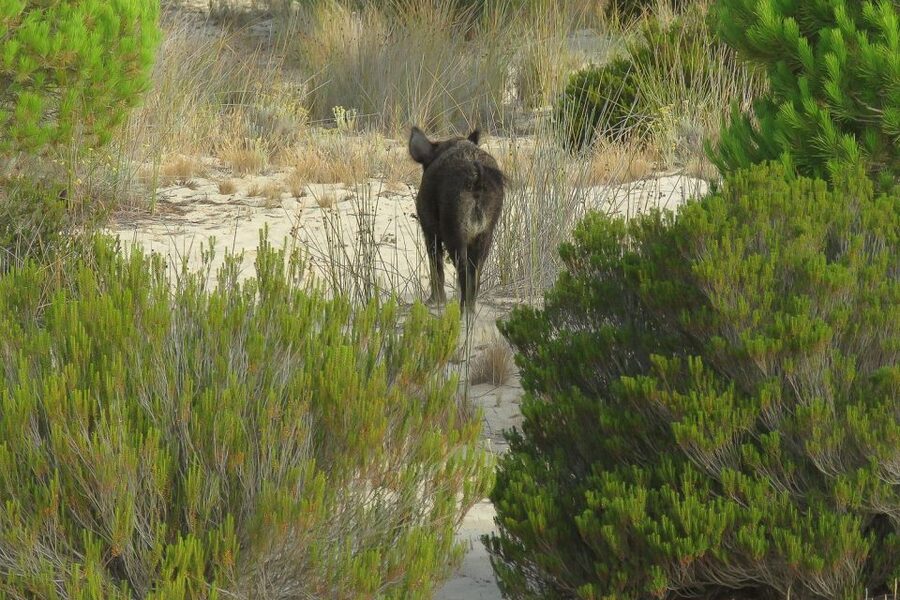 From Seville: Doñana National Park Day Trip - Wildlife: what you may really see