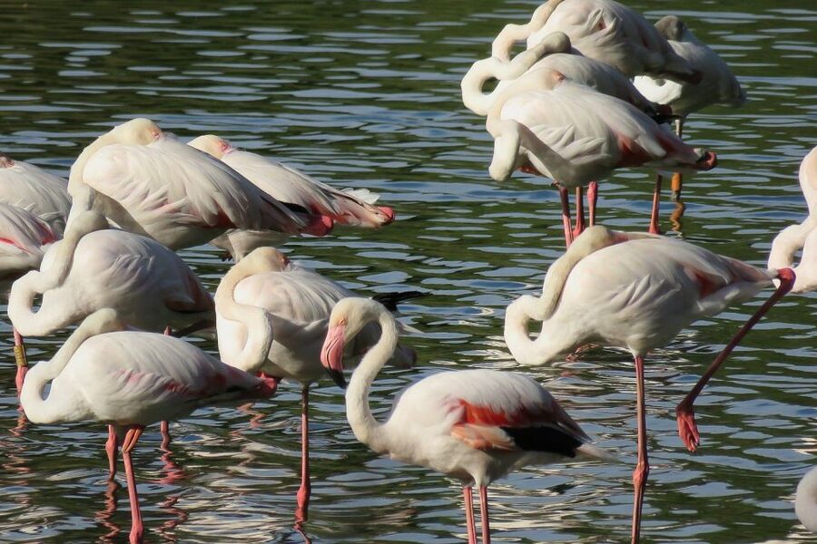 From Seville: Doñana National Park Day Trip - Why Doñana makes a worthwhile day from Seville