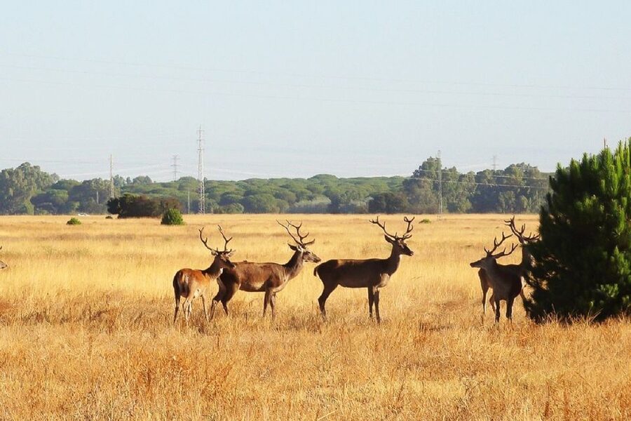 From Seville: Doñana National Park Day Trip - Dehesa de Abajo and the northern marshes