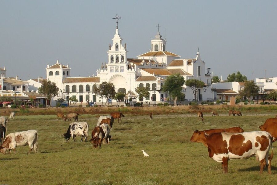 From Seville: Doñana National Park Day Trip - El Rocío, a famous village with limited free time