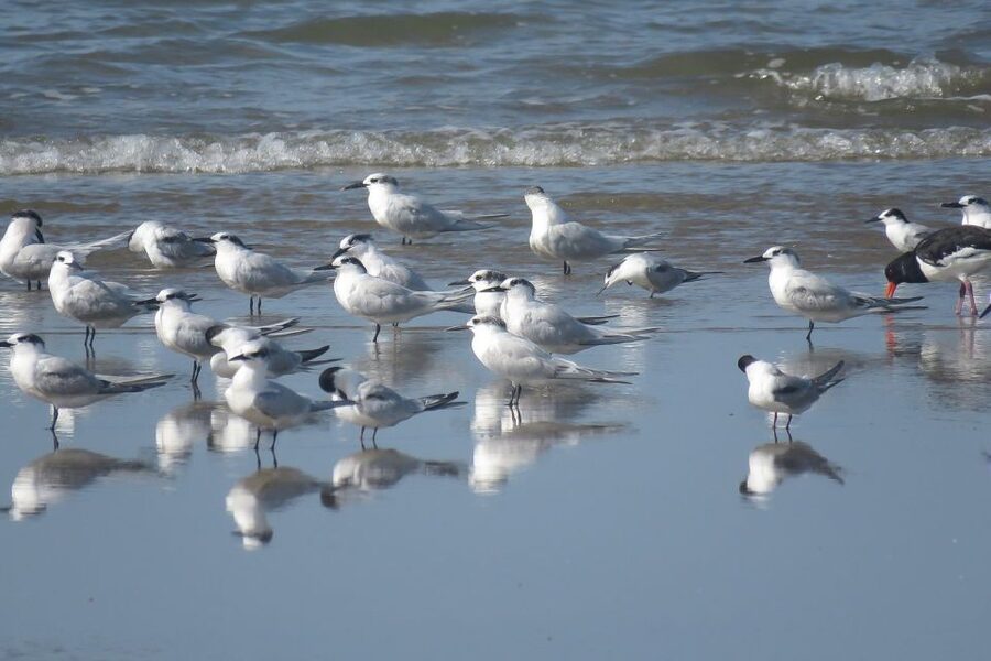From Seville: Doñana National Park Day Trip - Lunch and the route to Matalascañas
