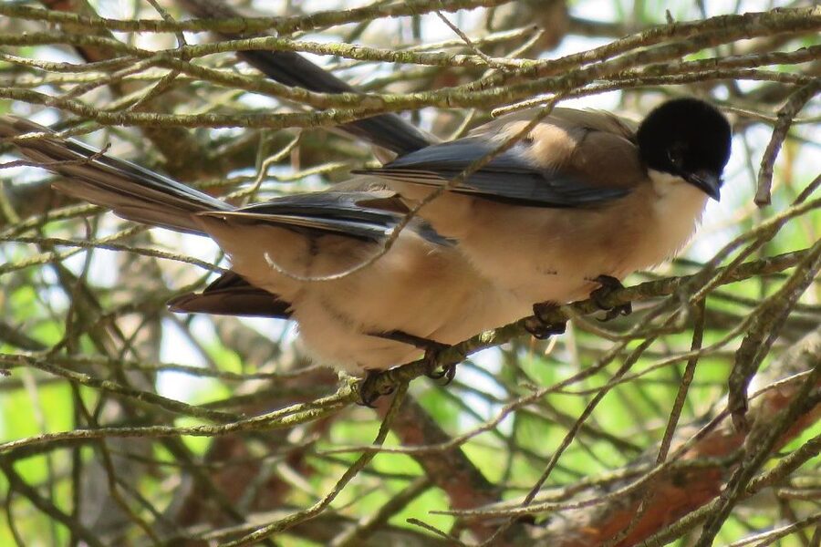 From Seville: Doñana National Park Day Trip - The dunes and Asperillo at day’s end