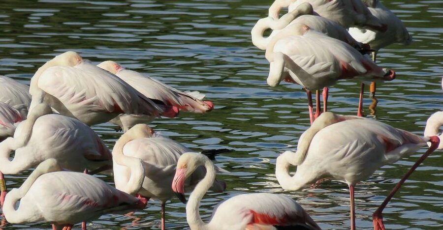 From Seville: Doñana National Park Day Trip - Leaving Seville through Coria del Río