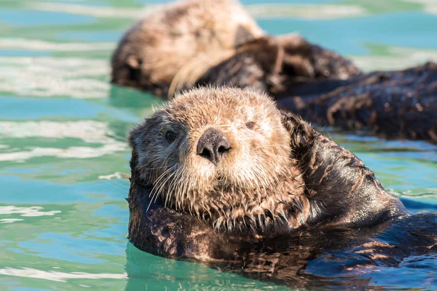 From Seward: Kenai Fjords National Park Cruise with Lunch - Crew service and onboard commentary