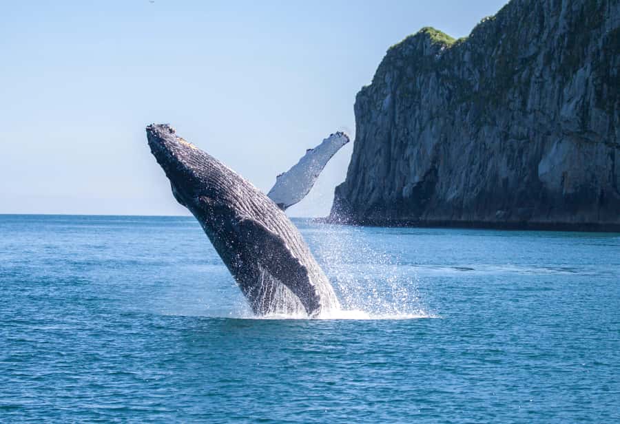 From Seward: Kenai Fjords National Park Cruise with Lunch - What to wear and how to prepare