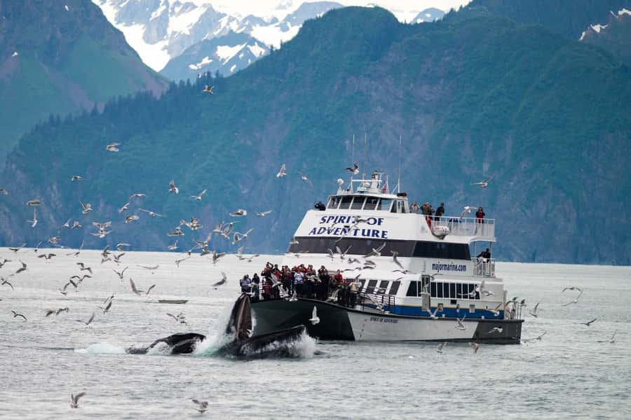 From Seward: Kenai Fjords National Park Cruise with Lunch - Wildlife watching in Kenai Fjords National Park