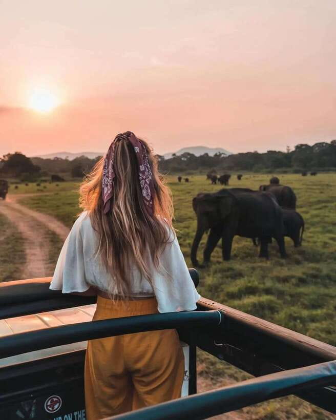 From Sigiriya: Minneriya National Park Elephant Safari - Key points to know before you book