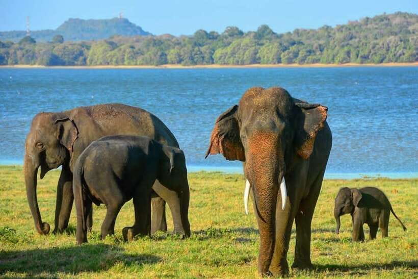 From Sigiriya: Minneriya National Park Elephant Safari - Who will enjoy this safari most?