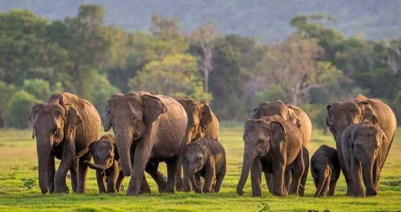 From Sigiriya: Minneriya National Park Elephant Safari - What the $33 price really covers