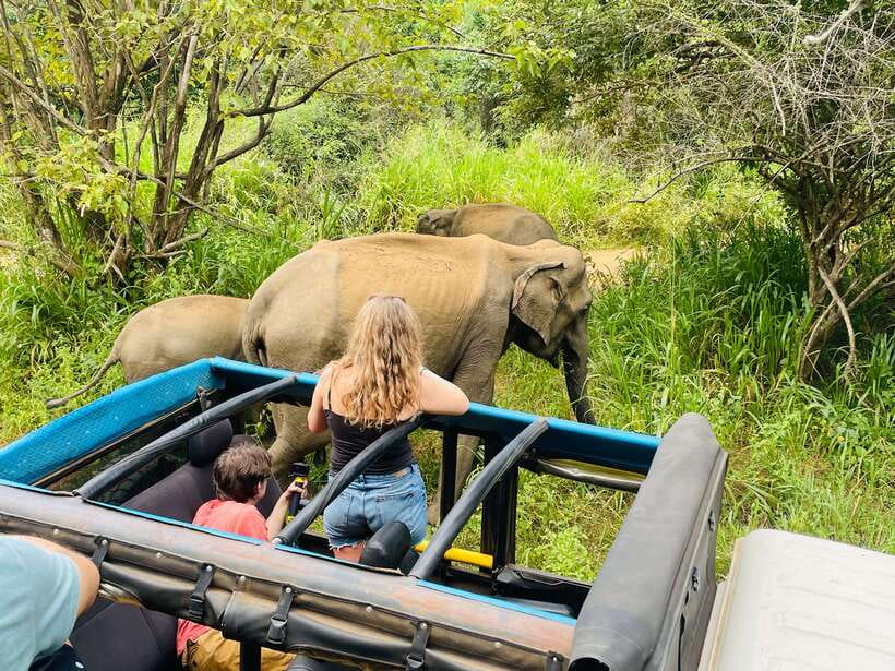 From Sigiriya: Minneriya National Park Private Jeep Safari - Key points to know