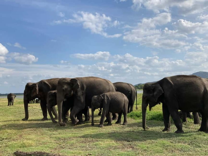 From Sigiriya: Minneriya National Park Private Jeep Safari - What the guides do best